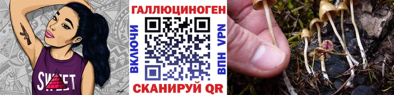 где можно купить   Киселёвск  Псилоцибиновые грибы мицелий 